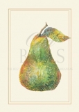 Bartlett Pear Greeted Christmas Card